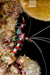 Banded Shrimp / Banded shrimp, Curaçao