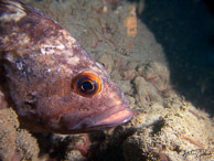 Brown Rockfish at La Jolla Shores