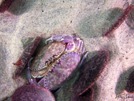 Graceful crabs mating in sand dollar field at La Jolla Shores