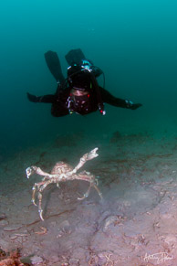 Diver and large sheep crab, La Jolla Shores