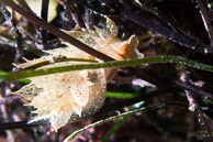 Dirona picta nudibranch, La Jolla Shores