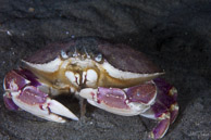 Graceful crab eating, La Jolla Shores