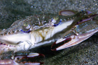 Graceful crab, La Jolla Shores