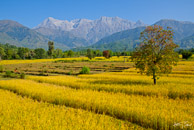 Rice field, Himachal Pradesh, India