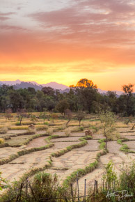Rice field, Himachal Pradesh, India