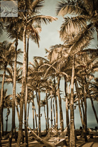 Palms, Puerto Rico