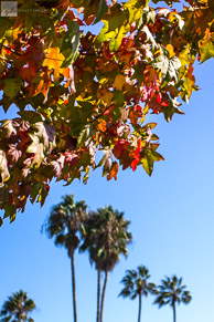 Fall Foliage in San Diego / Point Loma, San Diego, California; autumn colors on maple leaves and palm trees