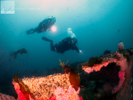 Ruby E Wreck / Ruby E wreck, Wreck Alley, San Diego, California: Divers above the bow of the Ruby E wreck.