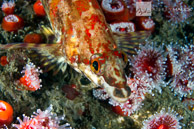Ruby E Wreck / Ruby E wreck, Wreck Alley, San Diego, California: Painted Greenling