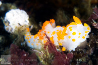 Ruby E Wreck / Ruby E wreck, Wreck Alley, San Diego, California: Clown Dorid (Triopha catalinae) nudibranch laying eggs