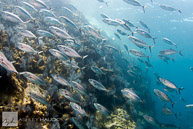 Fish at La Reina, Sea of Cortez, Mexico
