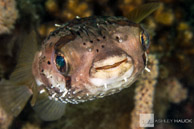 Porcupinefish, Sea of Cortez, Mexico