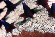 Starfish close up / Sea star close-up, Sea of Cortez, Mexico