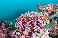 Crown of Thorns starfish, Sea of Cortez, Mexico