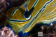 Roboastra tigris (Tiger Dorid) Nudibranch, Sea of Cortez, Mexico