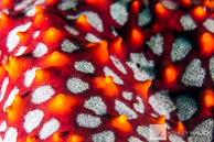 Starfish close-up, Sea of Cortez, Mexico