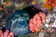 Pufferfish, Sea of Cortez, Mexico