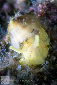 Tylodina fungina sea snail, Sea of Cortez, Mexico