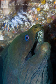 Moray eel, Sea of Cortez, Mexico
