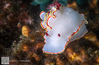 Glossodoris sedna nudibranch, Sea of Cortez, Mexico