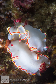 Glossodoris sedna nudibranch, Sea of Cortez, Mexico