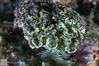 Diomedes' Sapsucker (Elysia diomedea) nudibranch, Sea of Cortez, Mexico