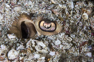 Close-up of a guitarfish's eye; the rest of the fish was hidden in the sand. Sea of Cortez, Mexico