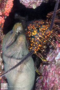 Moray eel and lobster sharing a crevice. Sea of Cortez, Mexico