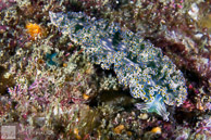 Diomedes' Sapsucker (Elysia diomedea) nudibranch, Sea of Cortez, Mexico