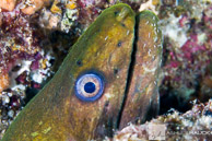 Moray eel with parasites, Sea of Cortez, Mexico