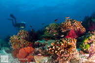 Shallow coral reef, Sea of Cortez, Mexico