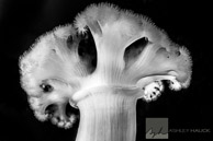 Metridium anemone on Eureka oil rig