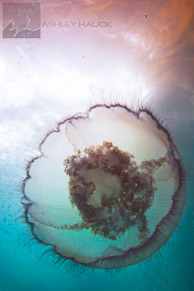 Jellyfish on Eureka oil rig