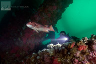 Diver and sheephead on Elly oil rig