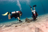 Divers searching for octopus and seahorses, Curaçao