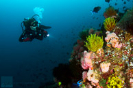 Diver and Coral / Anilao, Batangas, Philippines: Diver on coral pinnacle
