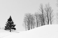 Stark Snowscape / Killington, Vermont: A monochromatic snowscape